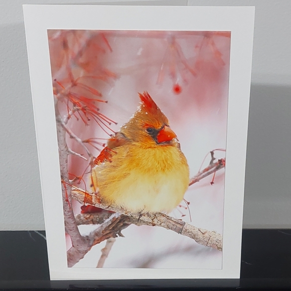 David T Chapman Fine Art Photography Other - Northern Cardinal Female Matte Finish 5" x 7" Blank Photo Card